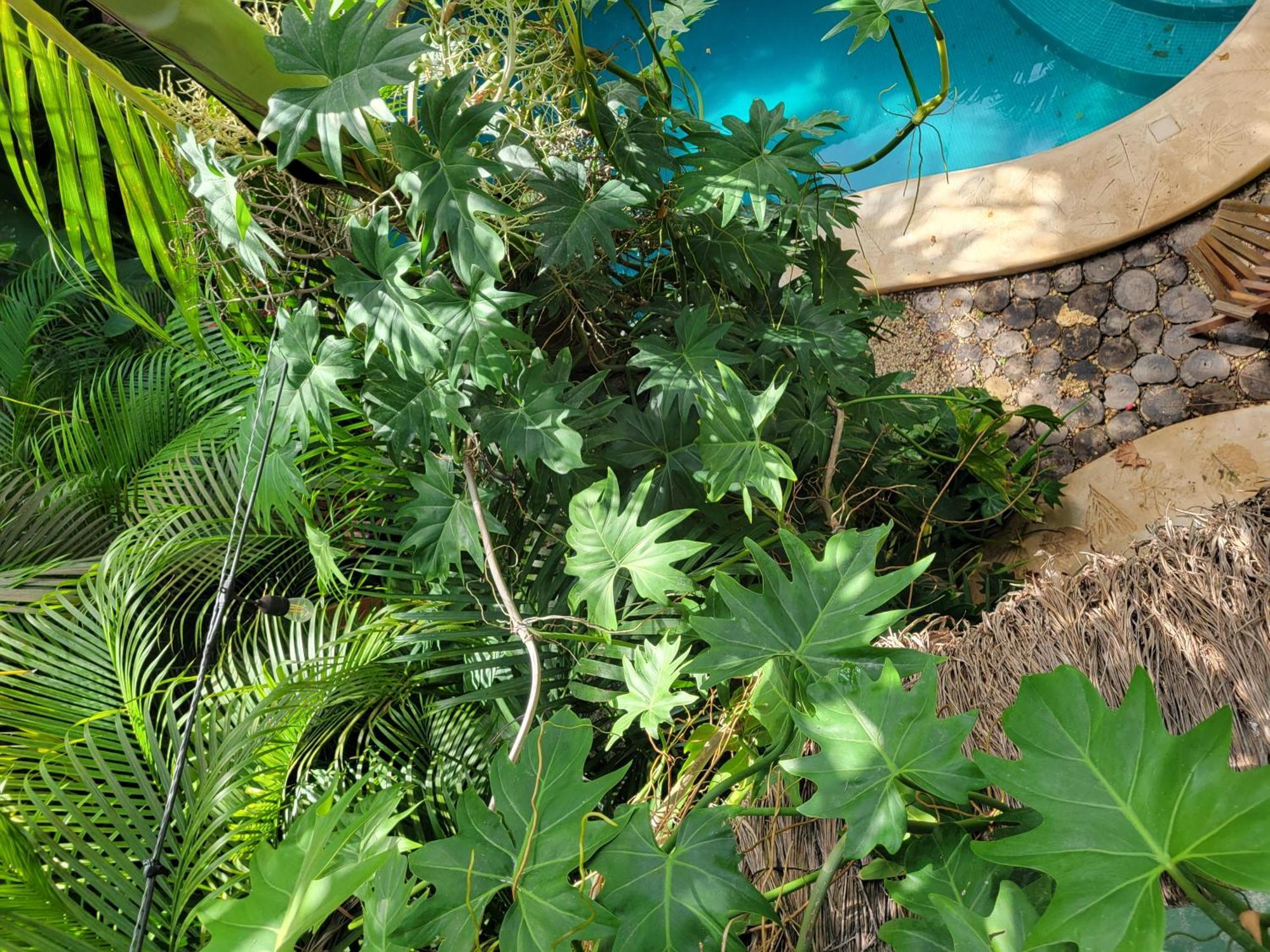 Appartement The Secret Garden Tulum Extérieur photo